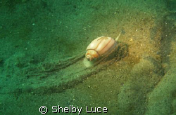 I was sitting on bottom of ocean fixing some equipment wh... by Shelby Luce 